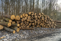 I Öjersjö, Gökegården har man avverkat skog för att ge plats för 500 nya bostäder.