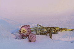 Tulips in snow