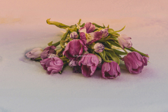 Frusen Tulips