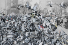 Duvor i flock 2