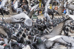 Duvor i flock 1