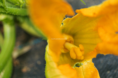 Squash