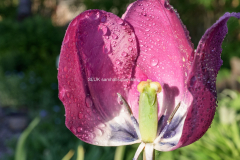 Tulpan macro 4