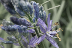 Lilja macro, agapantus