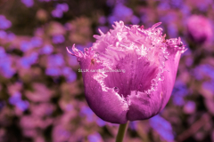 Tulpan macro 5