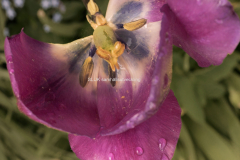 Tulpan macro 6