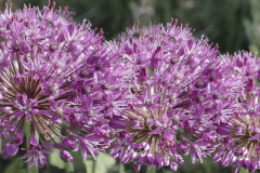 Macro blommor, Allium