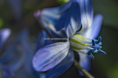 Macro Scilla
