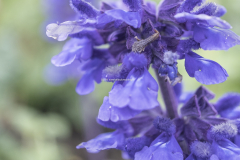 Macro blommor 1