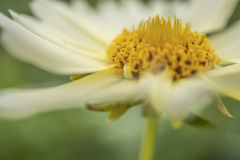 Macro blommor 3
