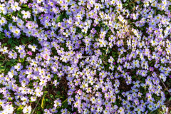 Lila vårblommor i Salamina, Grekland