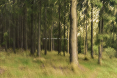 Tallskog