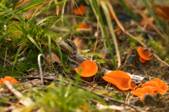 Orange svampar