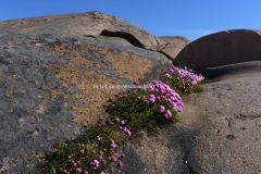 Vårblomning blandklipporna, Ramsvikslandet