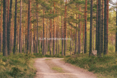 Skogen i kvällsljus