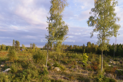 Kalhygge 3