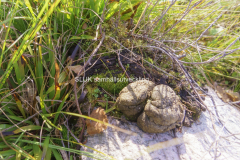Bajs i naturen