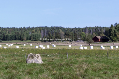 Ensilage