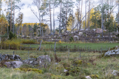 Stenig skogsmark