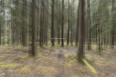 Skogen intill Lilla Delsjön