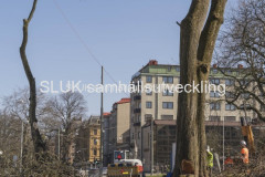Vid Hagakyrkan sågar man ner ett träd den 26 mars.