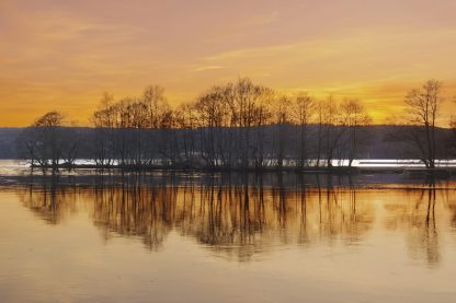 Aspen i solnedgången