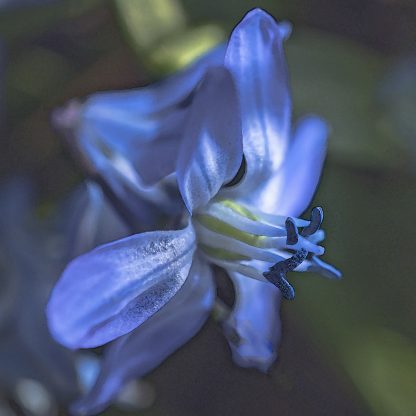 Scilla is flying
