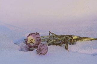 Tulips in snow