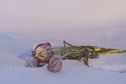 Tulips in snow